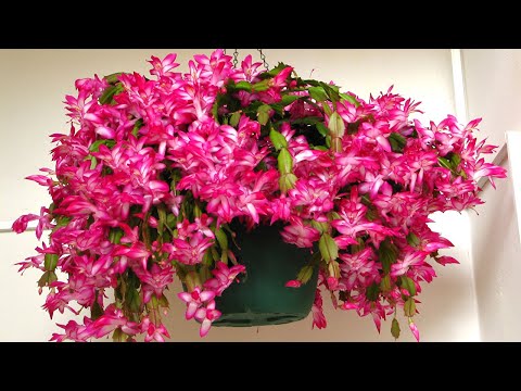 Что нужно ДЕКАБРИСТУ,для супер цветения.