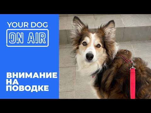 Собака отвлекается на прогулке 🎙️ ошибки и как научить вниманию