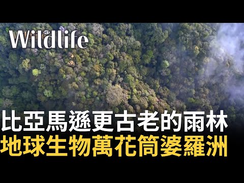 前進地球生物萬花筒 「婆羅洲」 比亞馬遜更古老的亞洲最大熱帶雨林 因設保護區而成為生態孤島｜【Wildlife】20241124｜三立新聞台