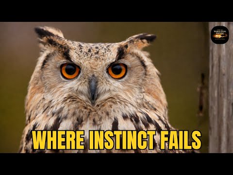 The Desert Holds Secrets Instinct Cannot Solve.