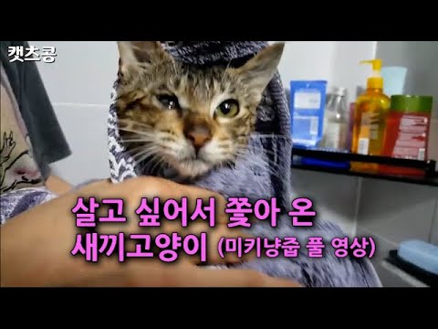 살고 싶어서 한밤에 따라 오는 새끼 길고양이에게  “집에 가자”라고 했더니 (미키 구조 풀 영상)