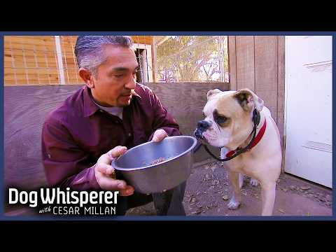 Heartbreaking Cause Of Bulldog’s Aggressive Behavior | S5 E13 Full Episode | Dog Whisperer