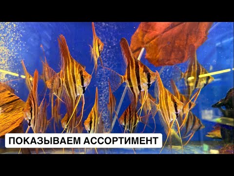 Bird Market 2025 / Wild tetras and catfish / Supply from Indonesia / Aquarium mos-fish