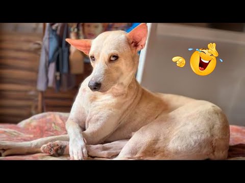 HILARIOUS DOGS Being Weird π€ͺ NEW Funniest Dogs Video 2026