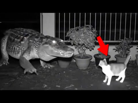 Wenn Tiere sich mit dem falschen Gegner anlegen