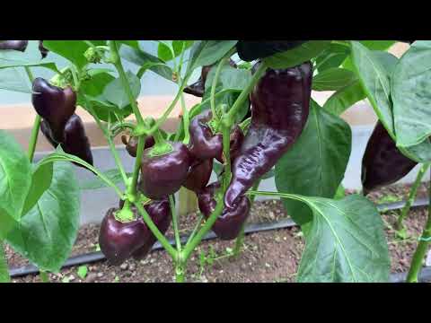 Greenhouse with peppers, garter, shaping. June 13, 2024.