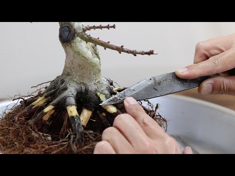 2019年から作る獅子頭モミジ盆栽