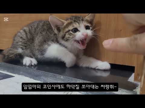 [사랑이 임보일기 #2] 사랑이 임보 2일차~9일차