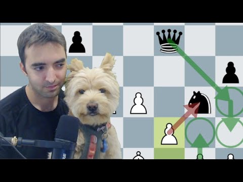 Can This Dog Help Me Reach a New Peak Rapid Rating?