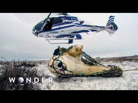 How Locals Protect Against Polar Bear Attacks