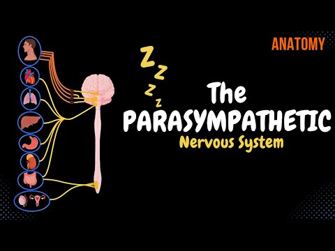 Parasympathetic Nervous System: Animated Scheme (Craniosacral Outflow)