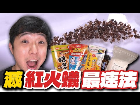 紅火蟻最怕這個！6種常見滅蟻產品實測｜最瘋狂的企劃【臺灣蟻窟】