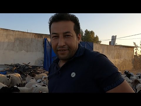 70 نعجة دمانية 🐑 أصلية للبيع عند جمعية مربي سلالة الدمان 🐑 في المغرب 🇲🇦