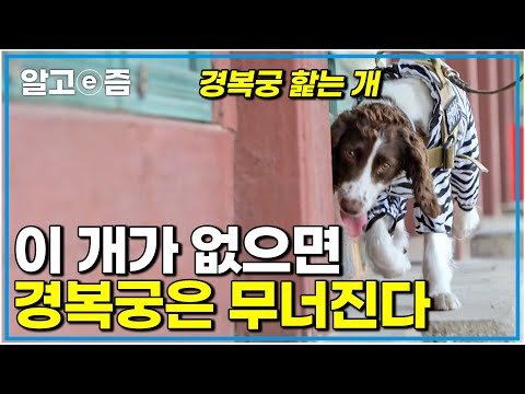 "한국에 단 한 마리" 아주 특별한 개 궁궐을 지키기 위해 특수 훈련을 받은 봄이 내가 없으면 대한민국의 유산은 가루가 되어버릴지도 몰라｜세상에 나쁜 개는 없다｜알고e즘