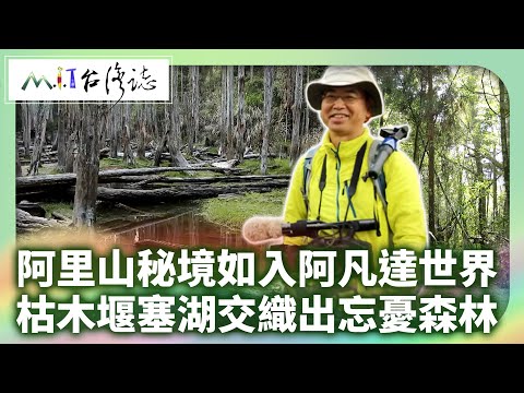 阿里山秘境如進入阿凡達世界 溪頭南嶺線枯木堰塞湖交織出忘憂森林｜ 南投縣鹿谷鄉 麥覺明【​ @ctvmit869集】​