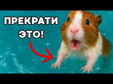 20 Things Guinea Pigs Hate