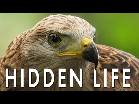 The Hidden Life of Red Kites You Never Get to See| Full Breeding Season | Robert E Fuller