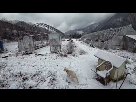 출생12일 꼬물이들이 눈을 뜨고있습니다, 세상구경 빨리 하고 싶은가봐요,