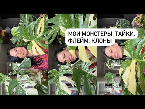 Мои монстеры: тайки, Бурле Маркс Флейм (БМФ), клоны