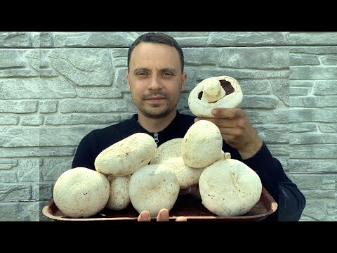 ТЕХНОЛОГИЯ ВЫРАЩИВАНИЕ ШАМПИНЬОНОВ ОТ ЗАКЛАДКИ КОМПОСТА ДО  УРОЖАЯ