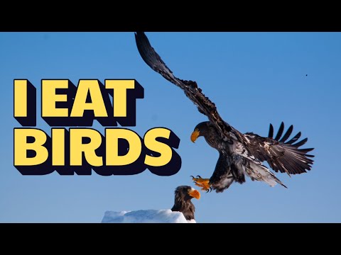 How Did This Giant Eagle Fly 5,000 Miles to Maine?