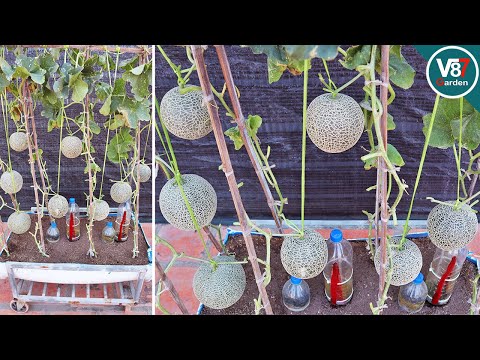 Idea to Grow Melon in Container from Seed to Harvest | Reuse Soil