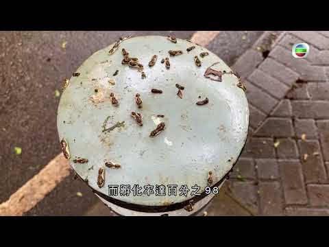 香港無綫｜7:30一小時新聞｜2023年5月28日｜