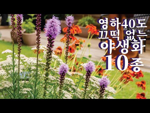 ENG SUB. Ten BEAUTIFUL Hardy Perennials that will survive cold no matter what. (Hardy to zone3)