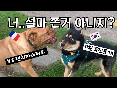 줄풀린 대형견과 마주친 한국진돗개의 운명은…#도그드보르도