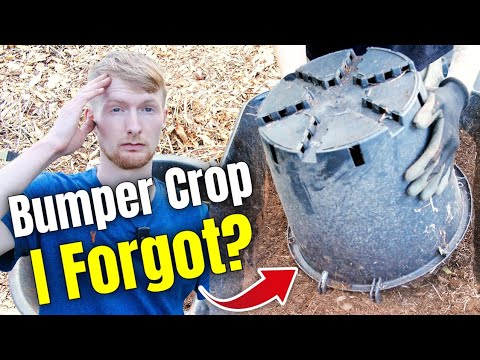 I Planted Potatoes And FORGOT About Them - Potato Reveal 