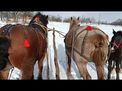 📢ОБУЧАННЯ АЛЬТЕСКИ⛓️🔥КОНІ В РОБОТІ 🚜🔗 КОНІ В УКРАЇНІ 🇺🇦🇺🇦🇺🇦 КОНІ ВАГОВОЗИ 🔥