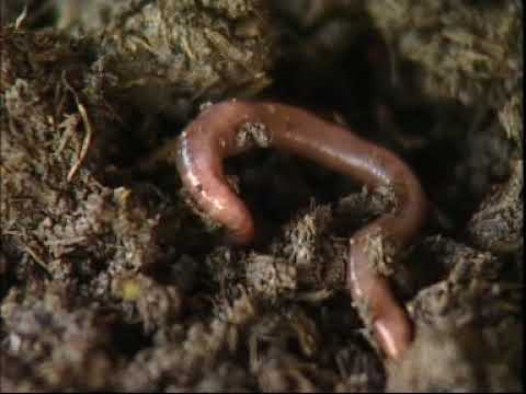 蚯蚓的养殖技术