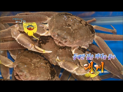 박달, 영덕, 울진, 삼척, 동해안 라인의 대게 [어영차바다야 특집]