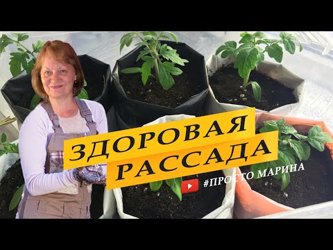 Чтобы рассада томатов не вытягивалась и была здоровой и крепкой.