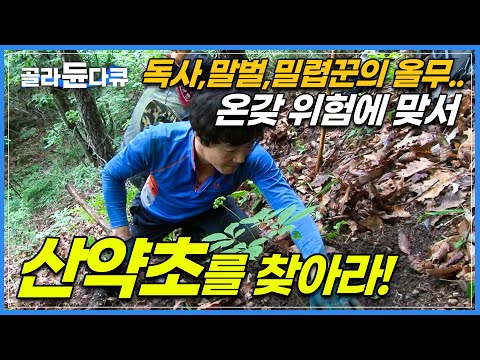 값비싼 약초 찾아 산을 오르는 산약초꾼! 과연 이번 산행에서 산삼을 발견할 수 있을까? | 좋은 징조? 운 좋게 만난 귀한 '상황버섯' | 극한직업 | #골라듄다큐