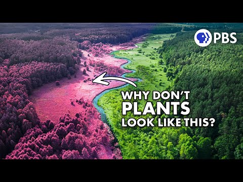 The Weird Reason Plants Aren't Black