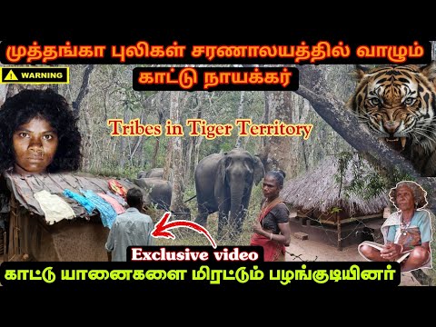 புலிகள் சரணாலயத்தில் வாழும் காட்டு நாயக்கர்கள்|யானையை மிரட்டும் பழங்குடியினர்|kattunayakar tribes