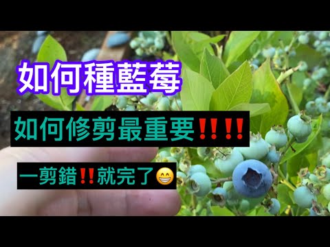 如何種藍莓‼️正確修剪就成功了一半‼️‼️絕對值得珍藏‼️How to grow blueberries