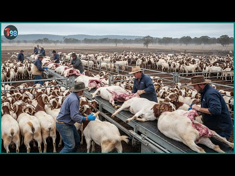 How Australia Processes 2.7 Million Goats Each Year — Massive Scale Production