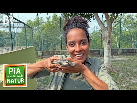 Magische Mangroven | Reportage für Kinder | Pia und die wilde Natur | BR