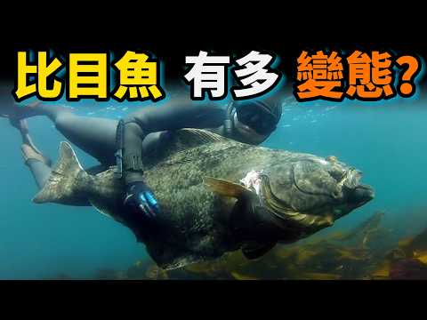 比目魚之謎：世界上最“變態”的魚，長相奇葩曾被認為是來自外星的怪物，它們因特別的肉質備受歡迎，最大的比目魚竟然有近500公斤。