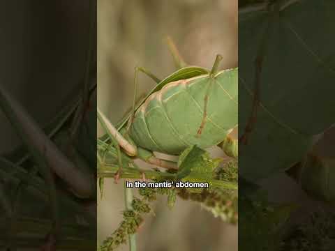 For This Insect, Getting Eaten While Mating Is Not so Bad | #DeepLook #Shorts