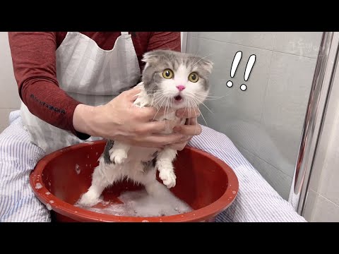 Cat screams and cries during bath time!