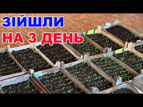Як отримати швидкі всходи розсади ? + досвітка рослин