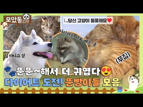 [#모았동물농장] 뚠뚠해서 더~ 귀엽다!!😍 하지만 뚠빵이들도 쉽지 않은 다이어트 도전기💪 과연 살 뺄 수 있을까…? #TV동물농장 #AnimalFarm #SBSstory