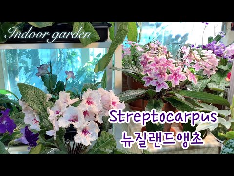 겨울에 잘 자라는 꽃 스트렙토카르푸스/사랑초 블러드문/신닌기아 파티드레스