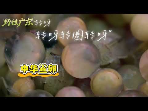 中华鲎宝宝在卵里一直转圈圈，不是淘气，是在孵化前活动身体、调整好破壳的姿势。这个从恐龙时代活到现在的古老物种，连出生前都要先热个身——这么卷，也是没谁了 #原来广东可以这么野 #野性广东