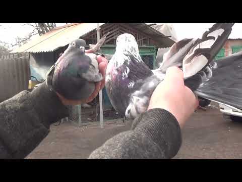 20  февраля  на Полегоне  голуби  Очеретино