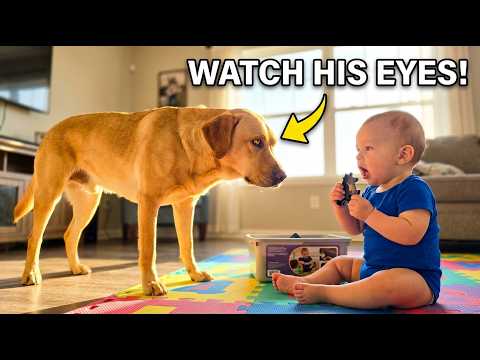 They Thought the Dog Was Jealous — Camera Footage Proved He Was Warning Them