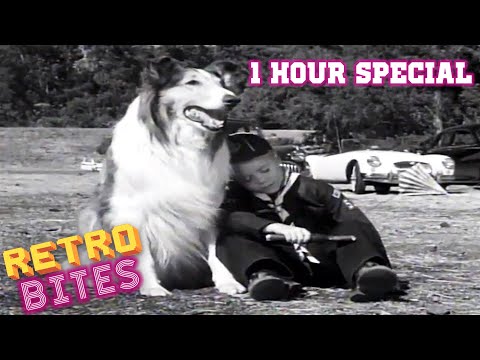 Lassie | 1 Hour Special | Lassie English Full Episodes  🐕